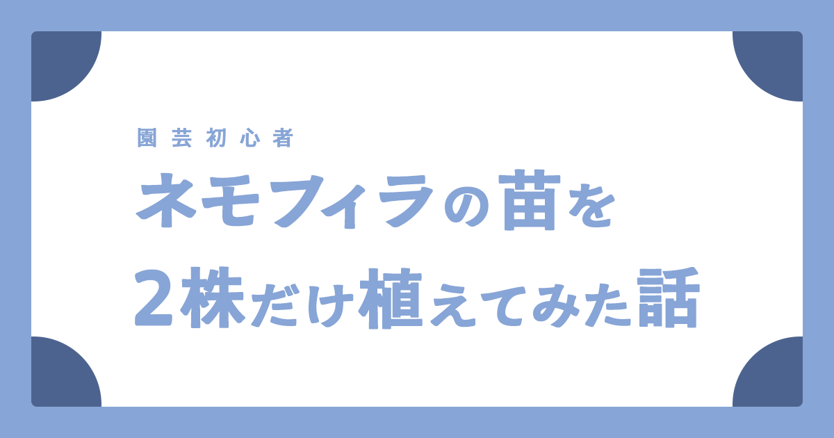 ネモフィラの苗を2株だけ植えてみた話
