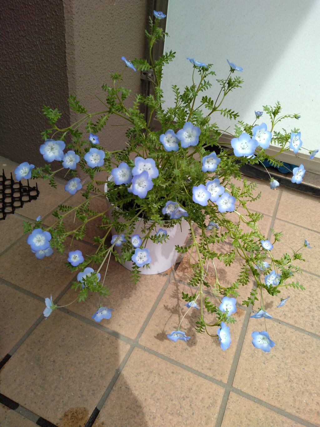 たくさん花が咲いた1株のネモフィラ