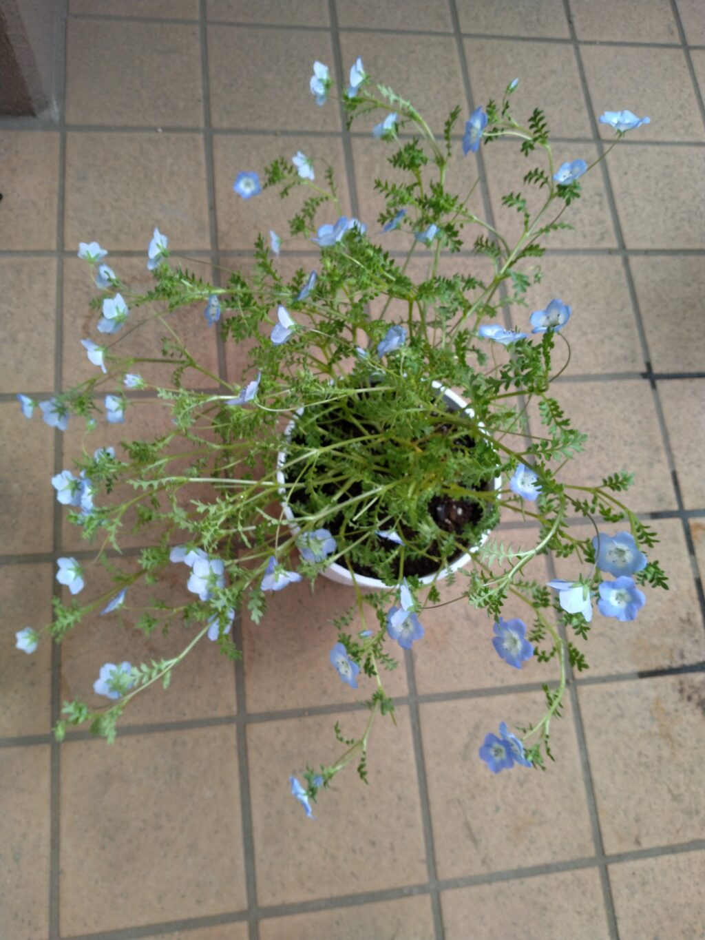 茎が伸びて間延びしたネモフィラ