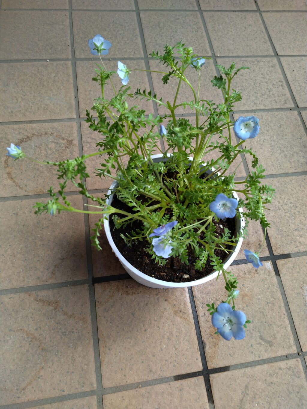 長く伸びた部分を切ってすっきりしたネモフィラ