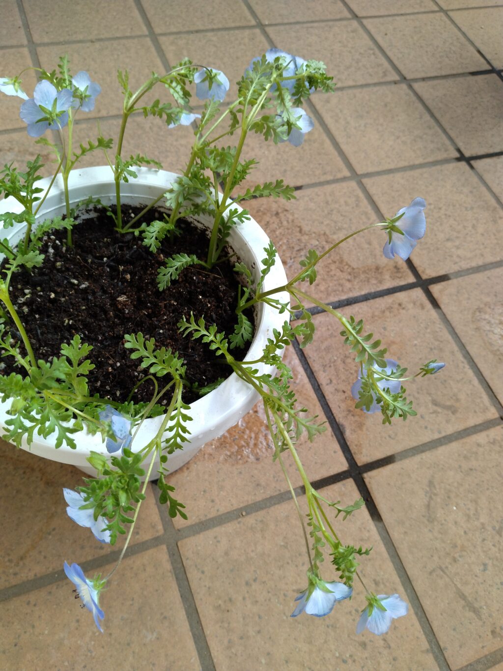 プランターに植えらえた切り取ったネモフィラ