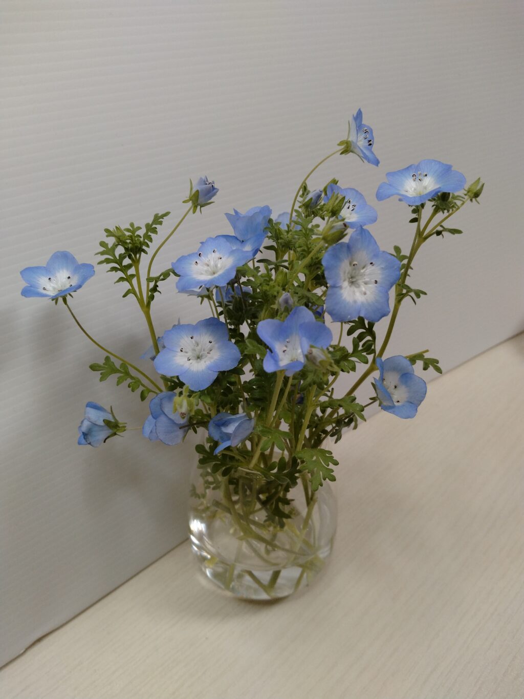 透明な水差しに飾られたネモフィラ
