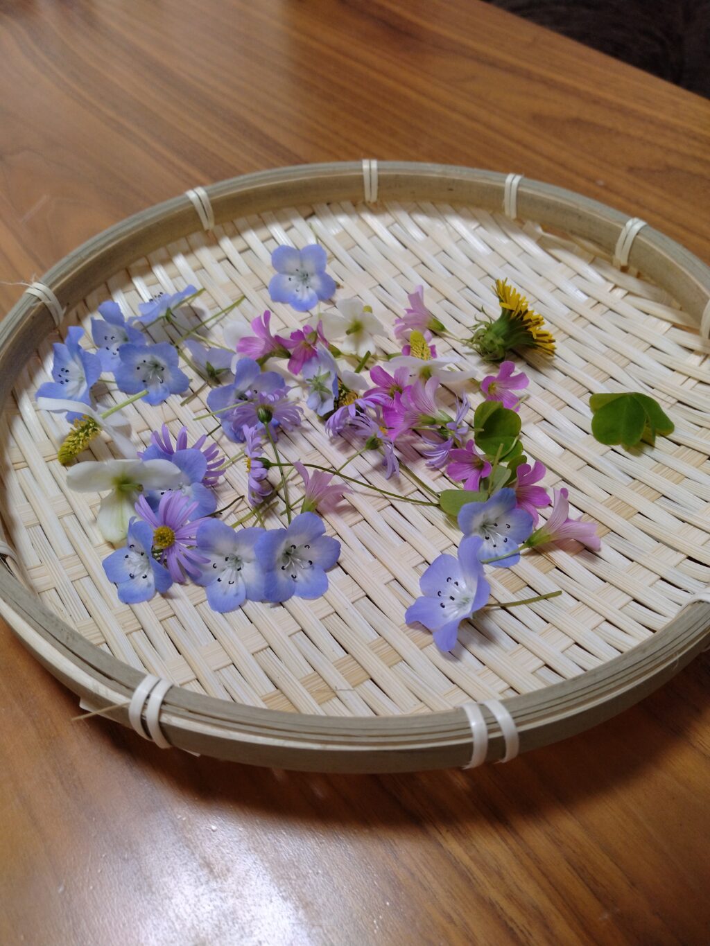 庭に咲いていたネモフィラやタンポポなどの花