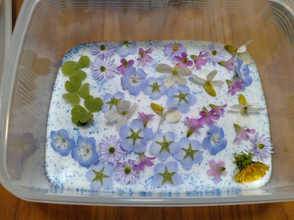 タッパーに入れたシリカゲルの上にそっと置いた花たち