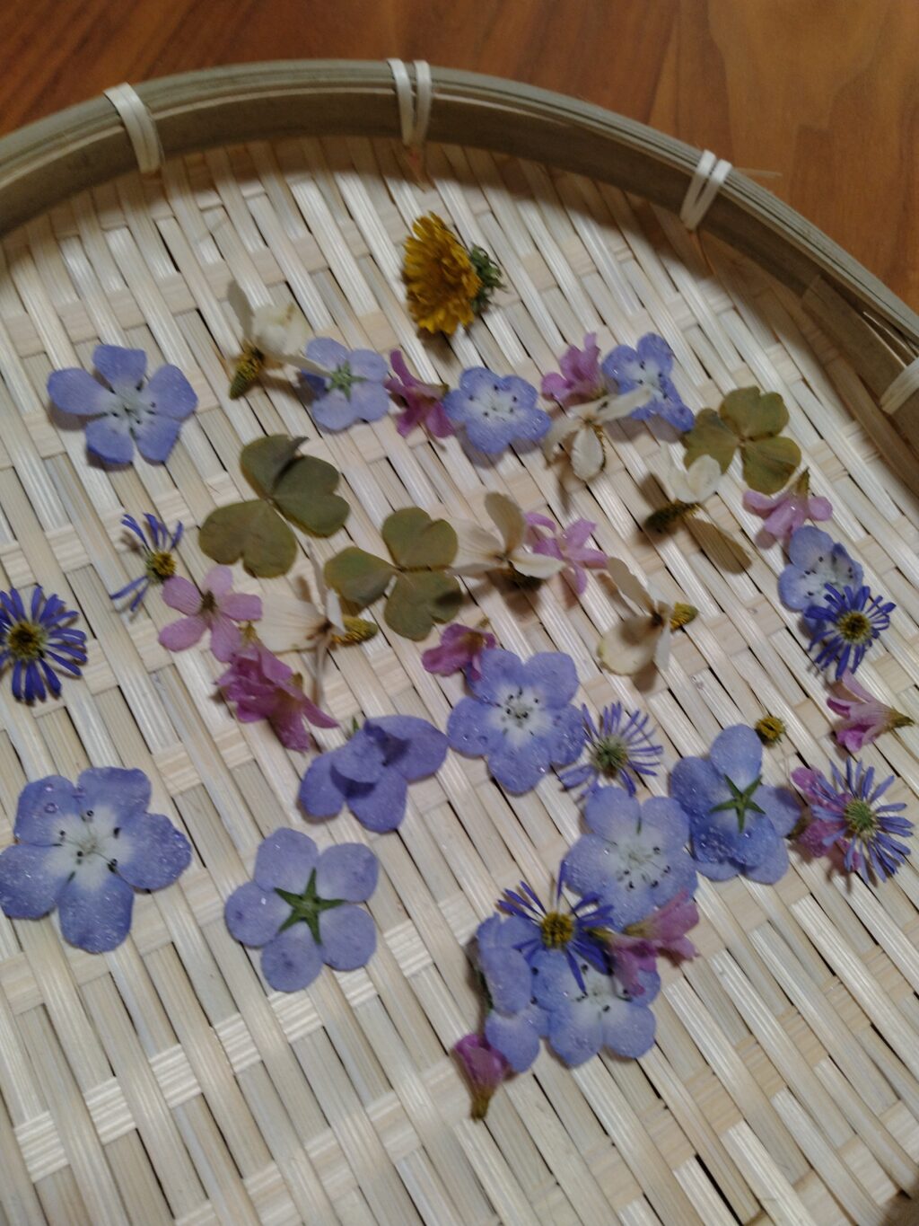 シリカゲルから取り出した花たち
