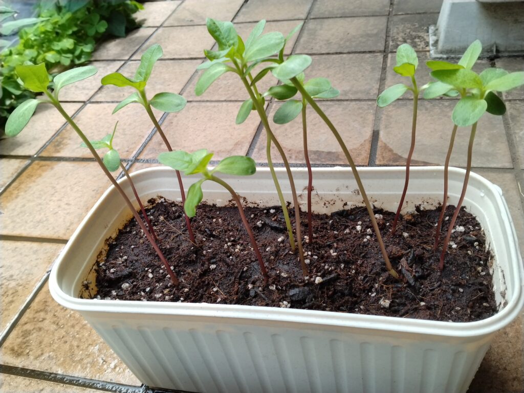 白いプランターに植えたひまわりの芽