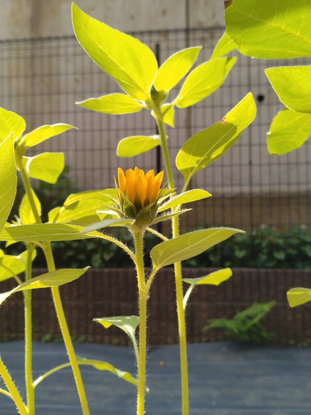 もうすぐ咲きそうなひまわりの蕾